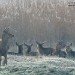 Frosty Deer 040207